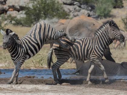 Zebra -13 – Etosha – Wildlife Wide