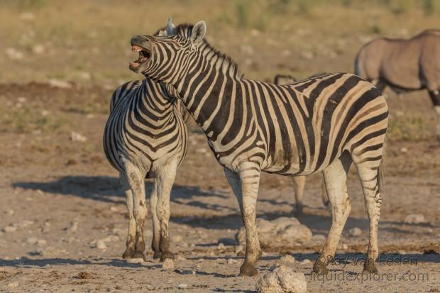 Zebra -14 – Etosha – Wildlife Wide