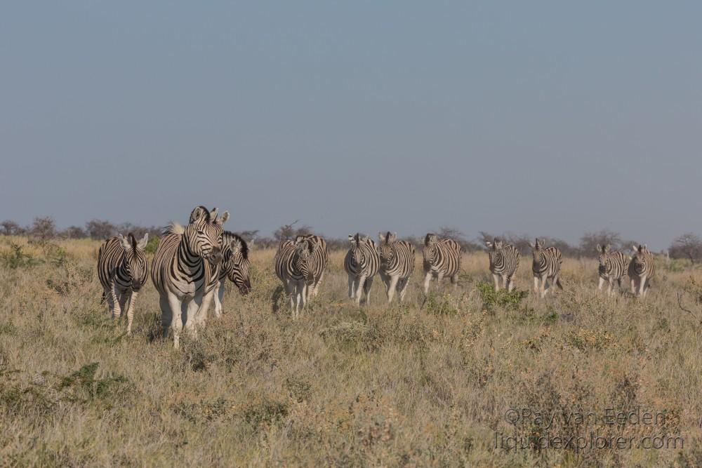 Zebra -15 – Etosha – Wildlife Wide