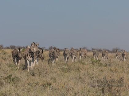 Zebra -15 – Etosha – Wildlife Wide