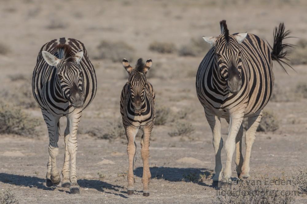 Zebra -2 – Etosha – Wildlife Wide