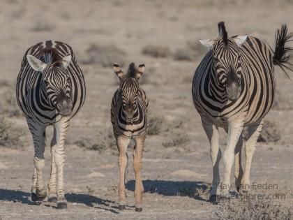 Zebra -2 – Etosha – Wildlife Wide