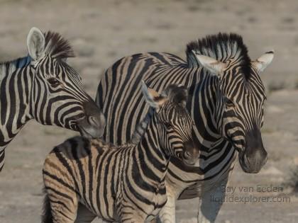 Zebra -3 – Etosha – Wildlife Wide