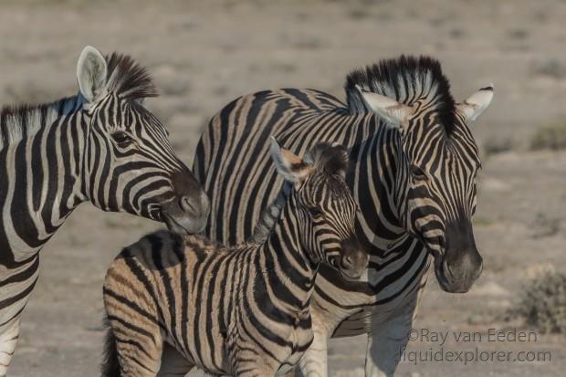 Zebra -3 – Etosha – Wildlife Wide