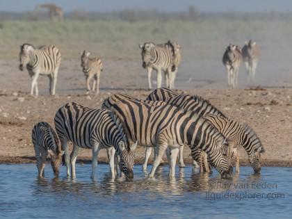 Zebra -4 – Etosha – Wildlife Wide