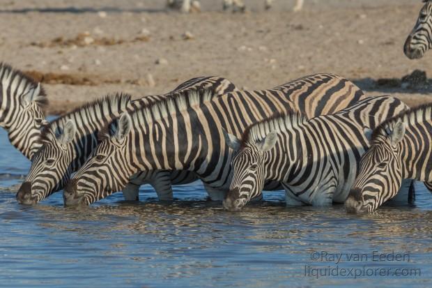Zebra -5 – Etosha – Wildlife Wide