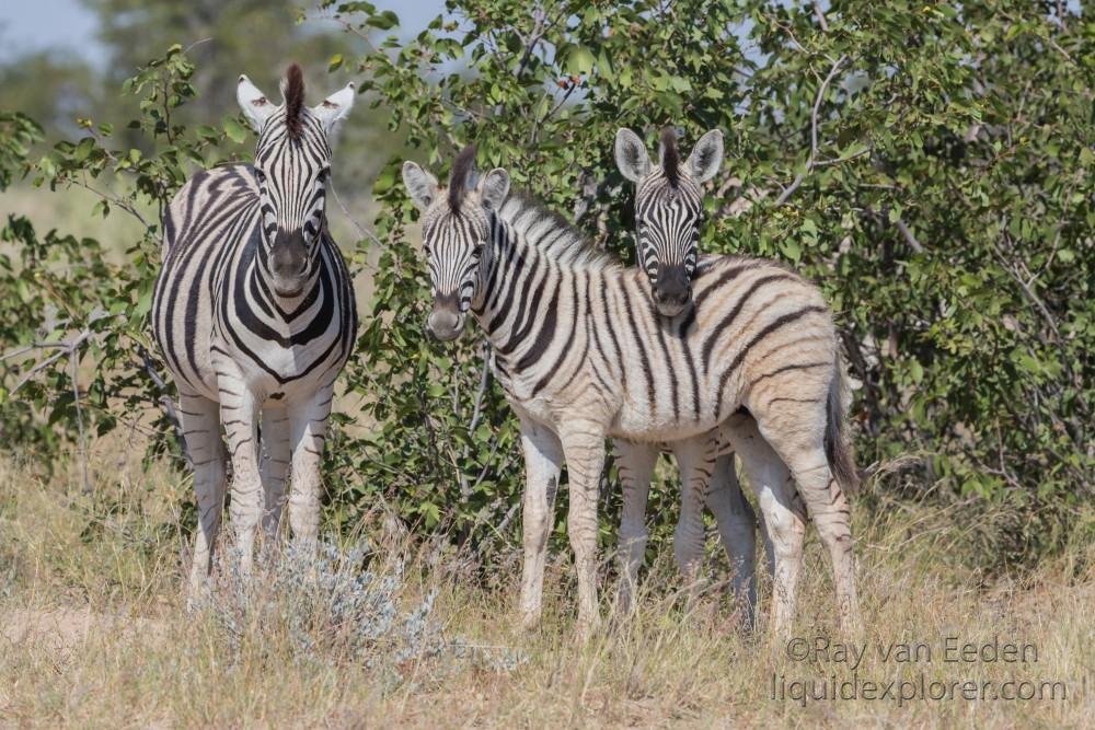 Zebra -6 – Etosha – Wildlife Wide