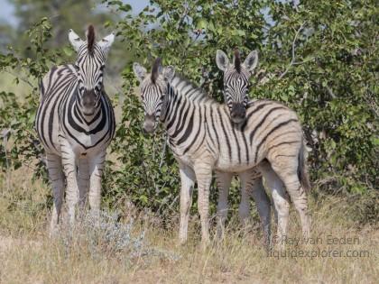 Zebra -6 – Etosha – Wildlife Wide