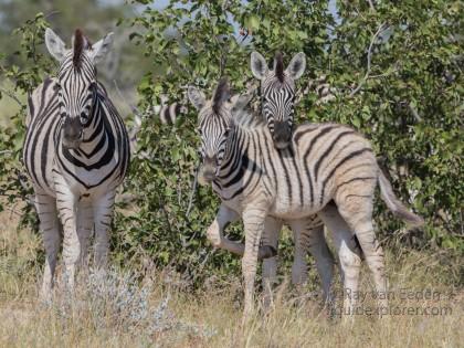 Zebra -7 – Etosha – Wildlife Wide