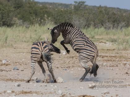 Zebra -8 – Etosha – Wildlife Wide
