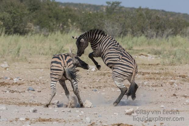 Zebra -8 – Etosha – Wildlife Wide