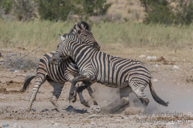 Zebra -9 – Etosha – Wildlife Wide