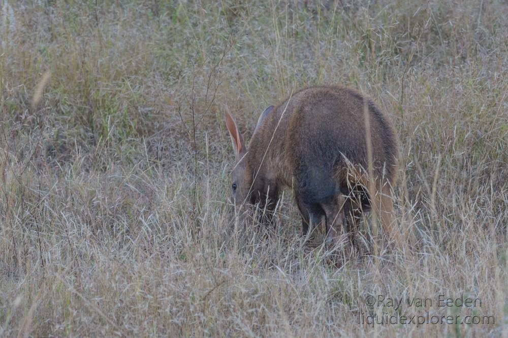 Aardvark-2 – Entabeni – Wildlife Wide