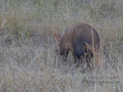 Aardvark-2 – Entabeni – Wildlife Wide