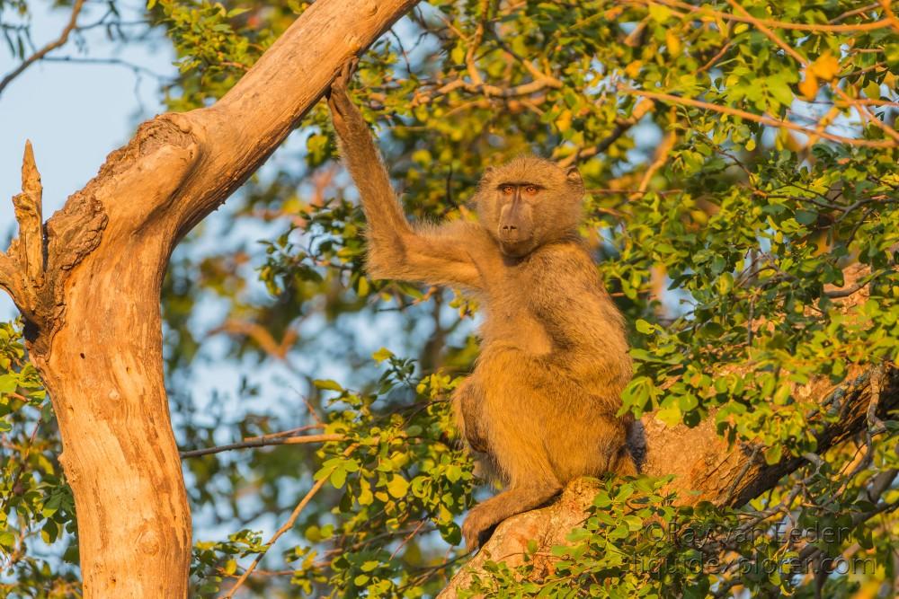 Baboon -1 – Sabi Sand – Wildlife Wide