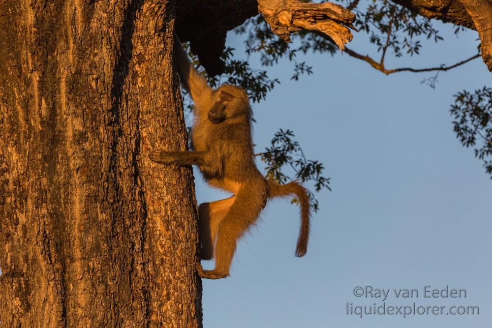 Baboon -2 – Sabi Sand – Wildlife Wide