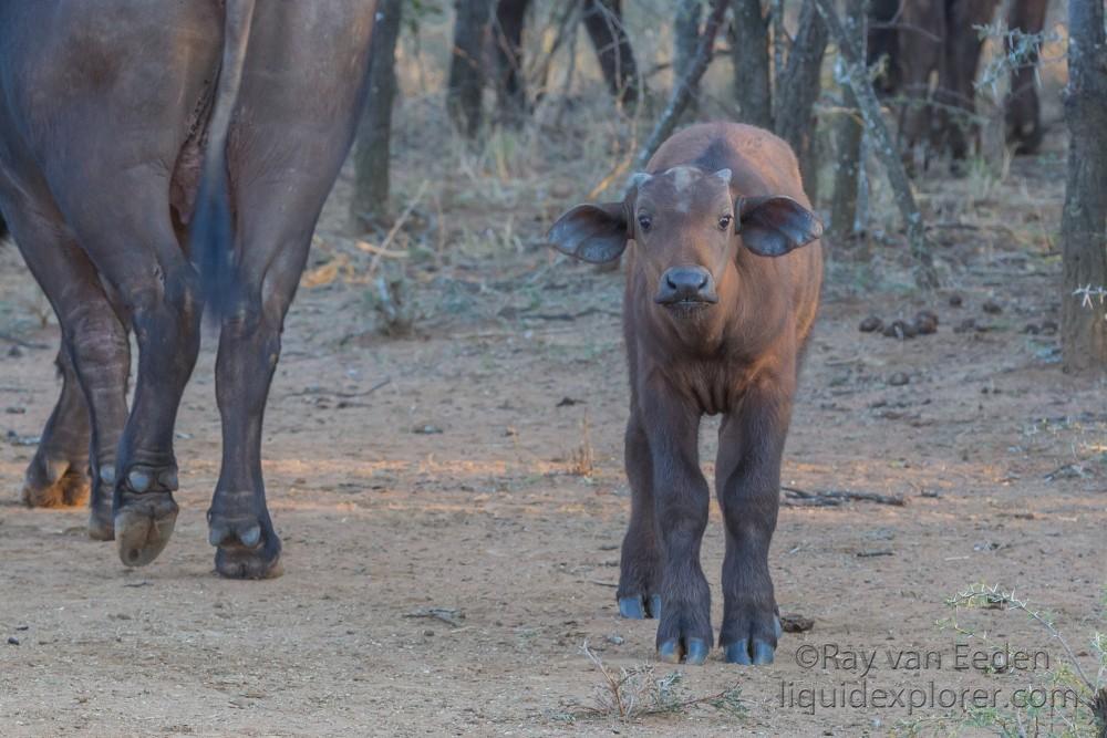 Buffalo-3 – Entabeni – Wildlife Wide