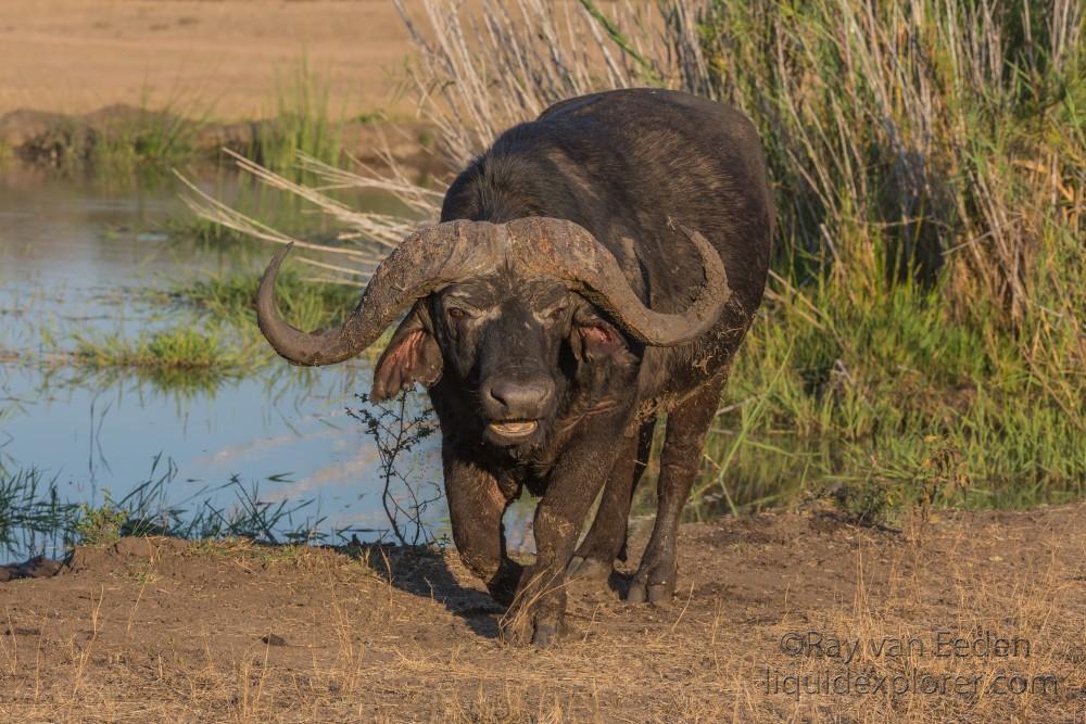 Buffalo -6 – Sabi Sand – Wildlife Wide