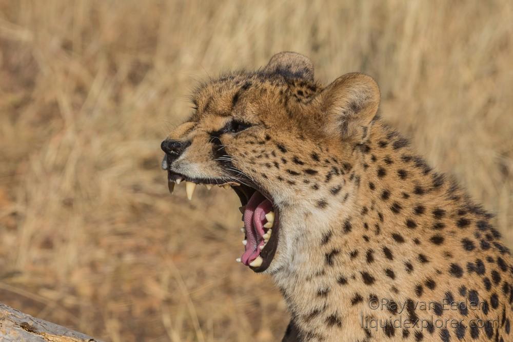 Cheetah-1- De Wildt – Wildlife Wide