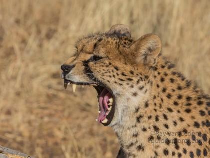 Cheetah-1- De Wildt – Wildlife Wide