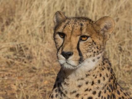 Cheetah-3-De-Wildt-Wildlife-Wide