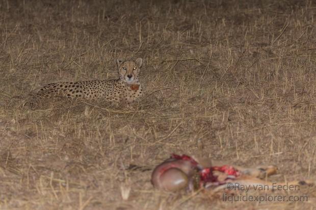 Cheetah-3-Entabeni-Wildlife-Wide