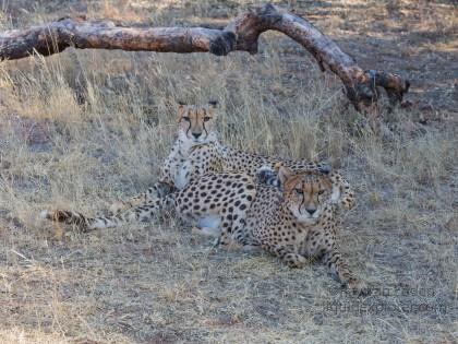 Cheetah-5-De-Wildt-Wildlife-Wide