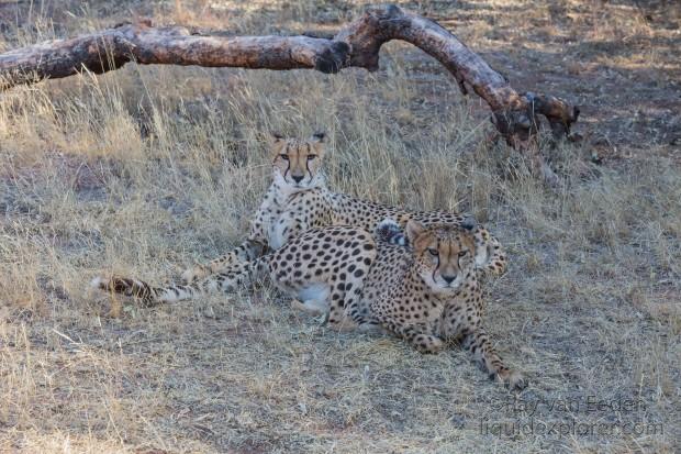Cheetah-5-De-Wildt-Wildlife-Wide