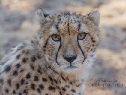 Cheetah-9-De-Wildt-Wildlife-Wide
