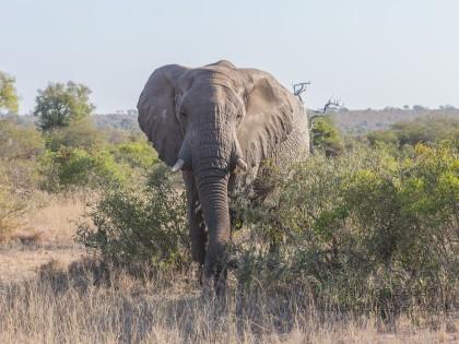 Elephant-1-Timbavati-Wildlife-Wide