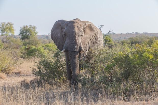 Elephant-1-Timbavati-Wildlife-Wide