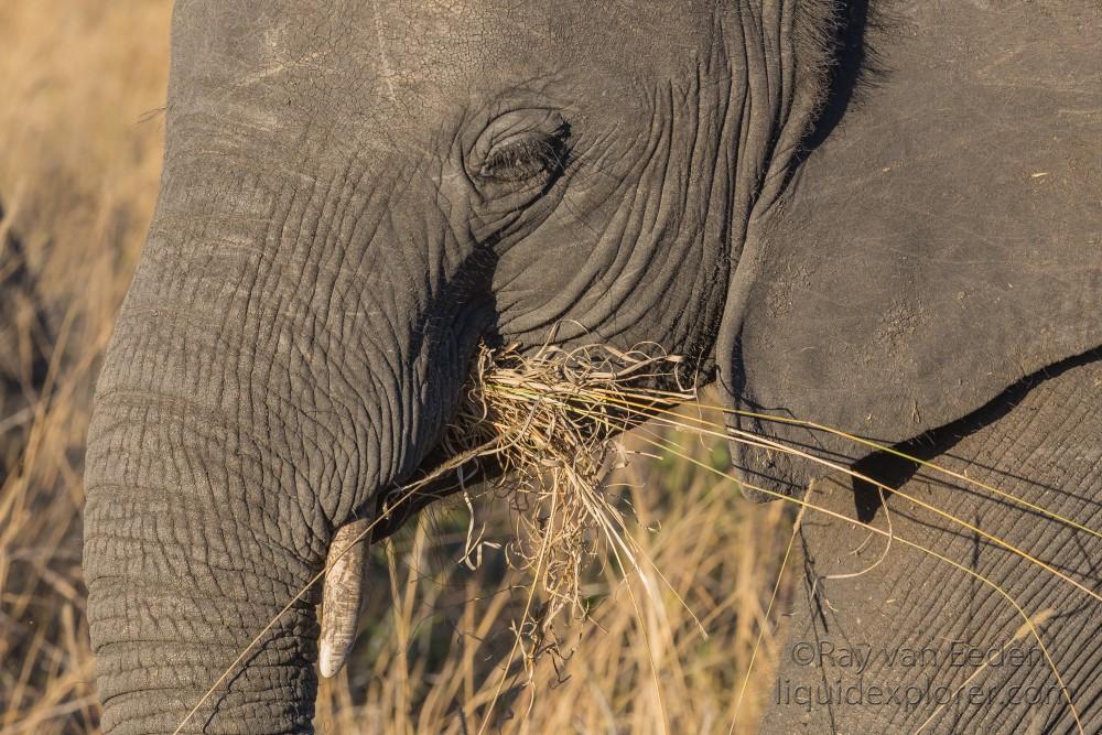 Elephant-18-Sabi-Sand-Wildlife-Wide