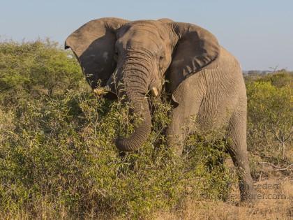Elephant-4-Timbavati-Wildlife-Wide