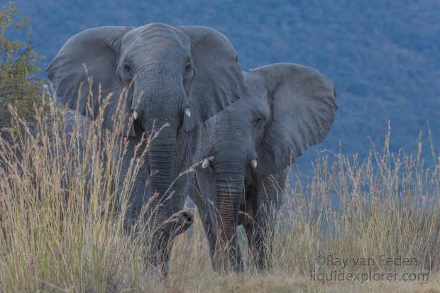 Elephants-1-Entabeni-Wildlife-Wide