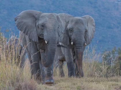 Elephants-2-Entabeni-Wildlife-Wide