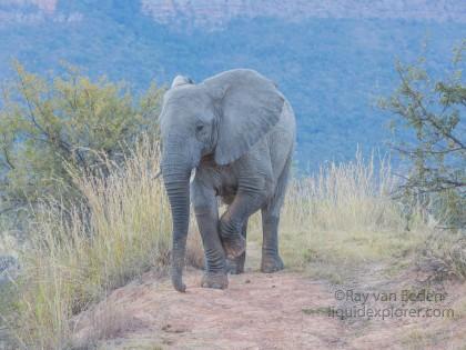 Elephants-4-Entabeni-Wildlife-Wide