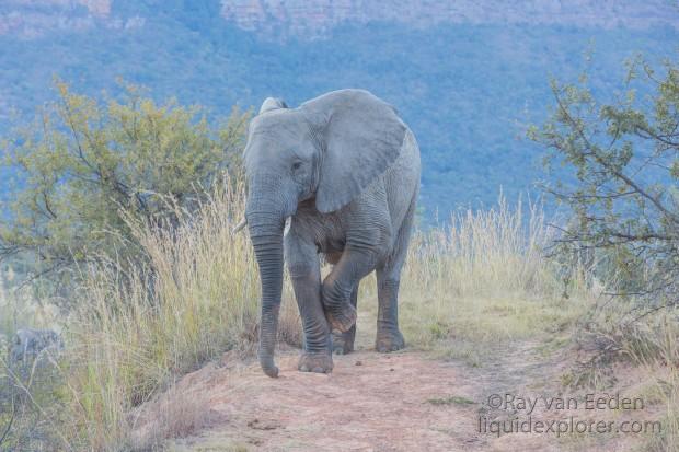 Elephants-4-Entabeni-Wildlife-Wide