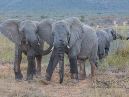 Elephants-7-Entabeni-Wildlife-Wide