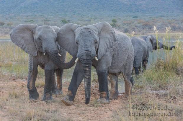 Elephants-7-Entabeni-Wildlife-Wide