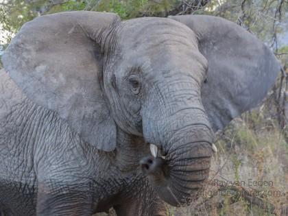 Elephants-8-Entabeni-Wildlife-Wide