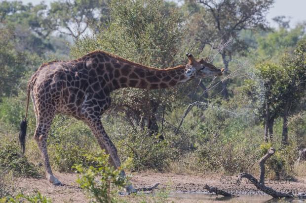 Giraffe-2-Timbavati-Wildlife-Wide