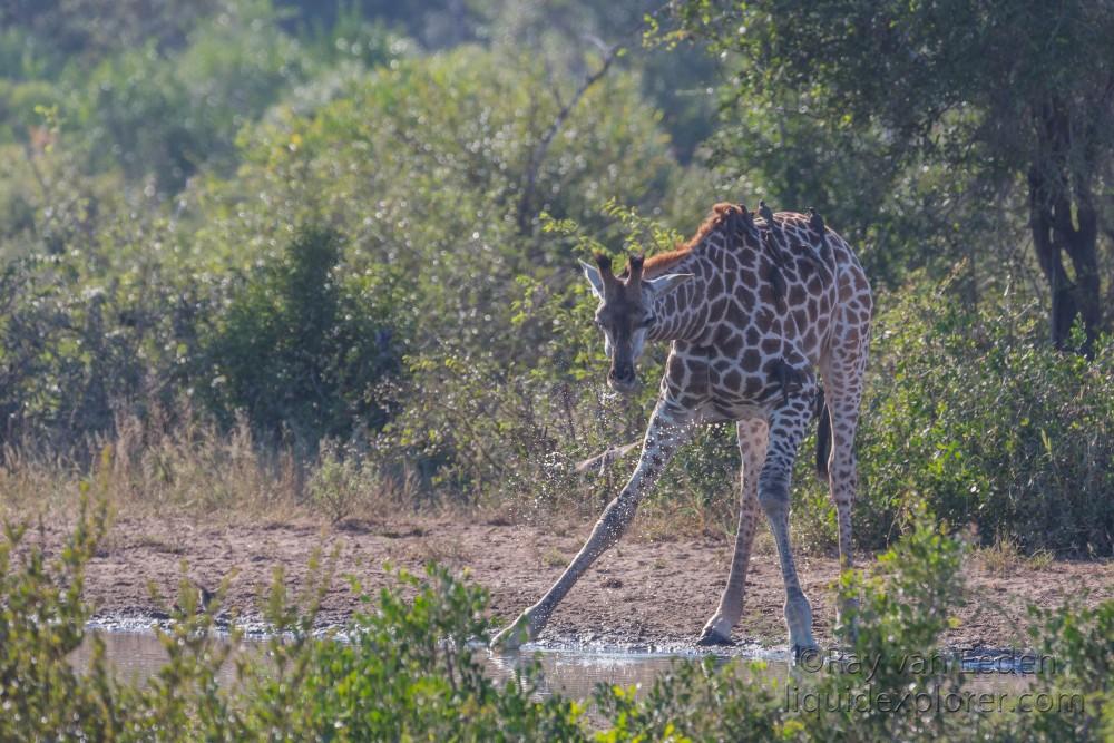 Giraffe-3-Timbavati-Wildlife-Wide