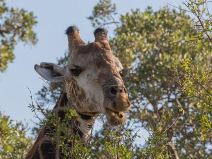 Giraffe-5-Timbavati-Wildlife-Wide