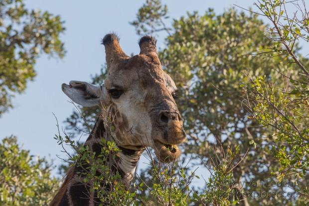 Giraffe-5-Timbavati-Wildlife-Wide