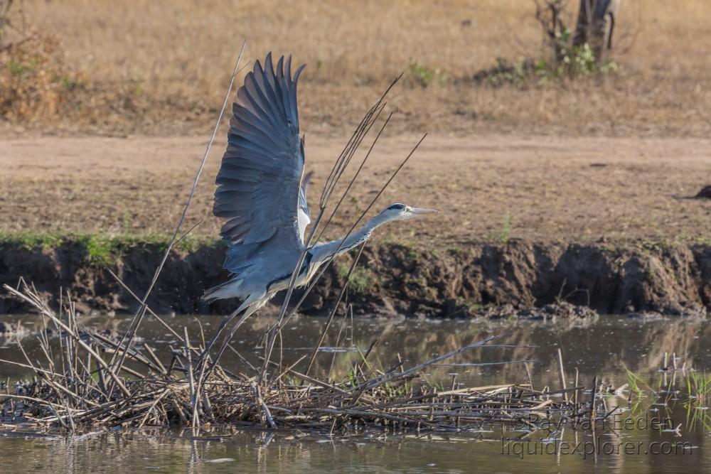 Heron-1-Sabi-Sand-Wildlife-Wide