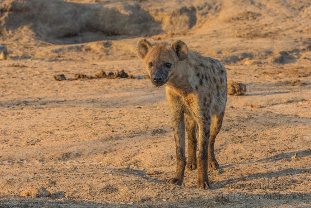 Hyaena-4-Timbavati-Wildlife-Wide