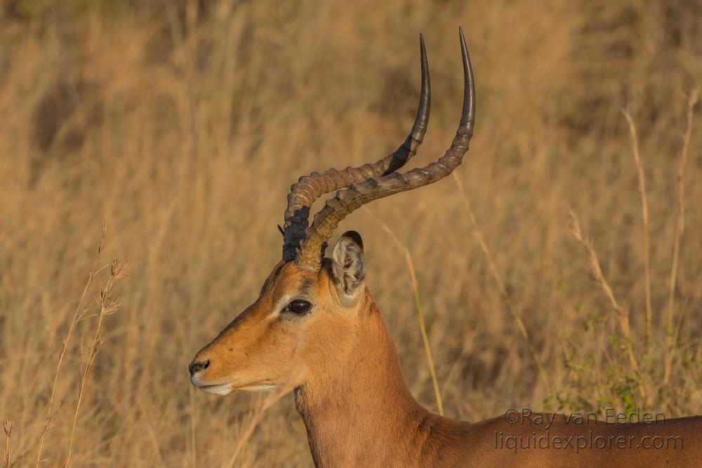 Impala-1-Entabeni-Wildlife-Wide