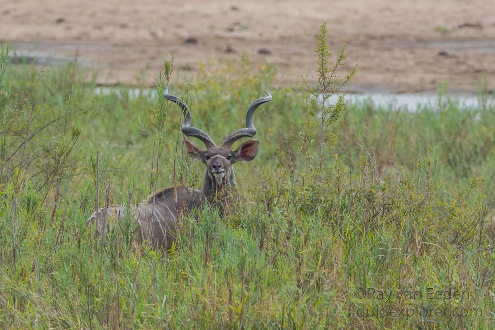 Kudu-2-Sabi-Sand-Wildlife-Wide