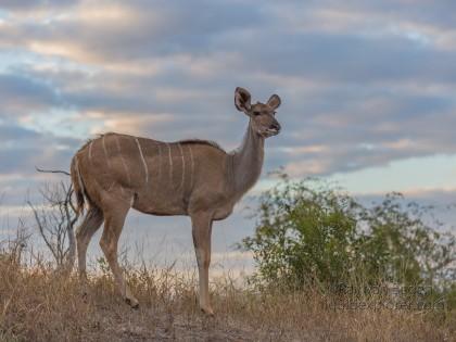 Kudu-3-Sabi-Sand-Wildlife-Wide