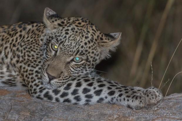Leopard-1-Timbavati-Wildlife-Wide